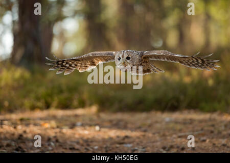 Tawny Owl ( Strix aluco ) in gliding flight, flying over a clearing, stretched wings, wingspan, surrounded by an autumnal coloured forest, Europe. Stock Photo