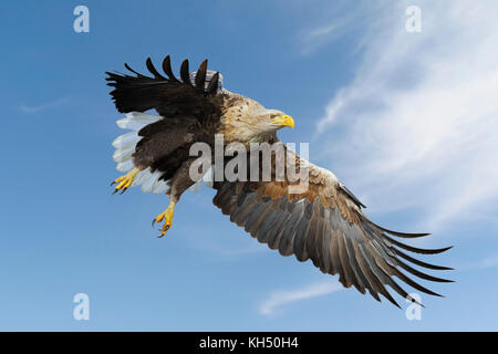 White-tailed Eagle / Sea Eagle ( Haliaeetus albicilla ) impressive adult, in flight against blue sky, hunting, just before grabbing for prey. wildlife Stock Photo