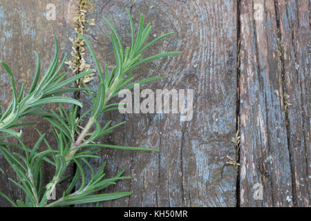 Fragrant home grown rosemary. Stock Photo