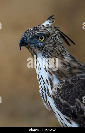 Changeable Hawk-eagle - Spizaetus cirrhatus, Sri Lanka Stock Photo