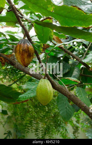 CACAO TREE (THEOBROMA CACAO) WITH CACAO SEED PODS GROWING IN THE CONSERVATORY OF THE STATE BOTANICAL GARDEN, ATHENS, GA  CACAO SEEDS ARE THE SOURCE O Stock Photo