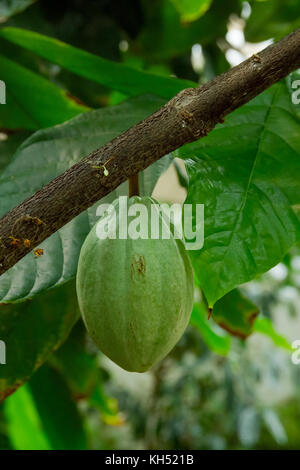 CACAO TREE (THEOBROMA CACAO) WITH CACAO SEED PODS GROWING IN THE CONSERVATORY OF THE STATE BOTANICAL GARDEN, ATHENS, GA  CACAO SEEDS ARE THE SOURCE O Stock Photo