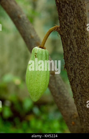 CACAO TREE (THEOBROMA CACAO) WITH CACAO SEED PODS GROWING IN THE CONSERVATORY OF THE STATE BOTANICAL GARDEN, ATHENS, GA  CACAO SEEDS ARE THE SOURCE O Stock Photo