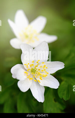 Close-up image of the delicate spring flowering Wood Anemone also known as Anemone nemorosa, thimbleweed, smell fox and windflower Stock Photo