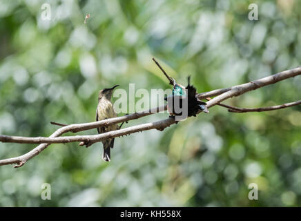 A male Black-bellied sunbird (Cinnyris nectarinioides) displaying to a female Stock Photo