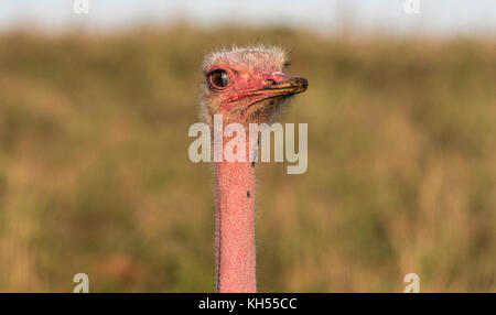 A male common ostrich (Struthio camelus) with a bright pink head and neck.  Full breeding condition Stock Photo