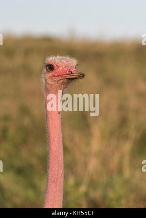 A male common ostrich (Struthio camelus) with a bright pink head and neck.  Full breeding condition Stock Photo