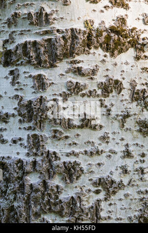 Silber-Pappel, Silberpappel, Weiß-Pappel, Weisspappel, Pappel, Rinde, Borke, Stamm, Baumstamm, Populus alba, White Poplar, abele, silver poplar, silve Stock Photo