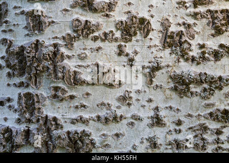 Silber-Pappel, Silberpappel, Weiß-Pappel, Weisspappel, Pappel, Rinde, Borke, Stamm, Baumstamm, Populus alba, White Poplar, abele, silver poplar, silve Stock Photo