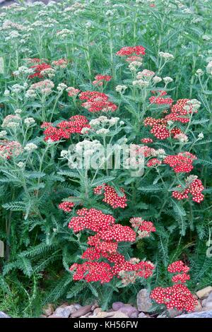 A flower bed of Paprika Yarrow in its initial bloom. Stock Photo