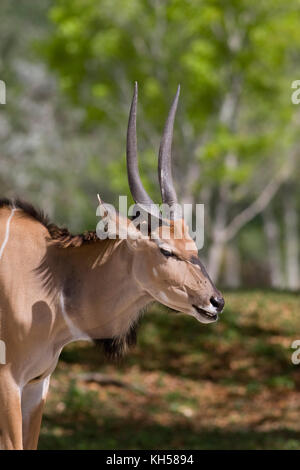 Giant Eland, Taurotragus derbianus Stock Photo - Alamy