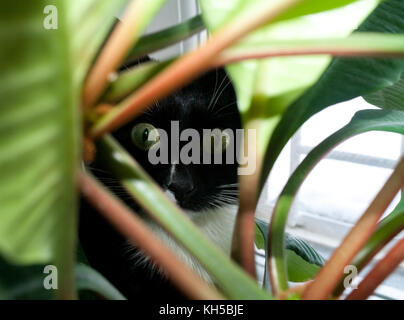 Cat is staring through green foliage with wide open eyes. Stock Photo