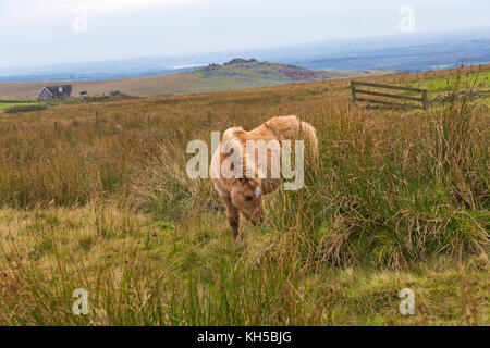 Dartmoor pony on walk to Great Mis Tor, with granite outcrop of Great Staple Tor in the distance, Dartmoor National Park, Devon, UK in September Stock Photo