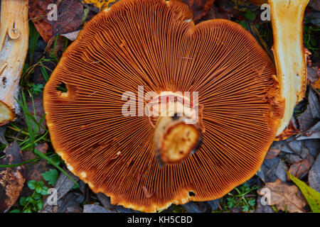 Phaeolepiota Aurea,golden mushroom in the forest Stock Photo