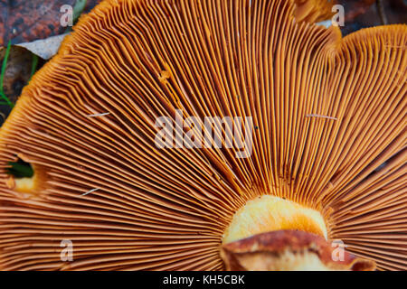 Phaeolepiota Aurea,golden mushroom in the forest Stock Photo