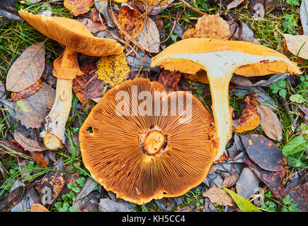 Phaeolepiota Aurea,golden mushroom in the forest Stock Photo