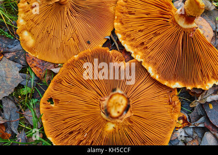 Phaeolepiota Aurea,golden mushroom in the forest Stock Photo