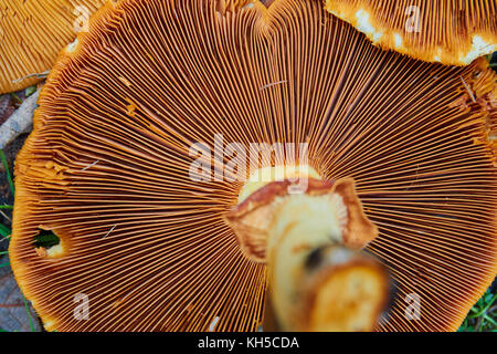 Phaeolepiota Aurea,golden mushroom in the forest Stock Photo