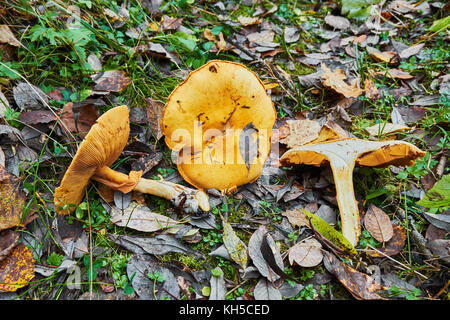 Phaeolepiota Aurea,golden mushroom in the forest Stock Photo