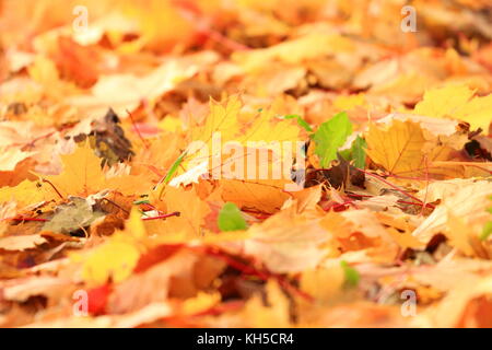 Golden fall leaves on ground Stock Photo