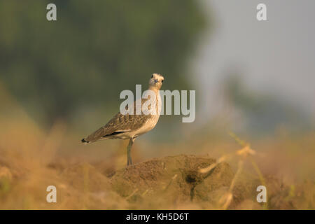sociable lapwing or sociable plover (Vanellus gregarius) Gujarat, India Stock Photo