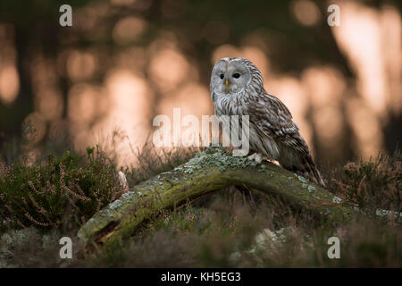 Ural Owl / Habichtskauz ( Strix uralensis ) perched on a piece of wood in front of the edge of a boreal forest, hunting at dusk, sunrise, Europe. Stock Photo