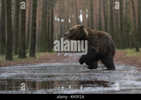 Brown Bear ( Ursus arctos ), young adolescent, running fast through, jumping over a frozen puddle, crossing a forest road, in winter, Europe. Stock Photo