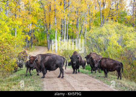 Plains Bison, (Bison bison bison) or American Buffalo, Riding Mountain National Park, Manitoba, Canada. Stock Photo