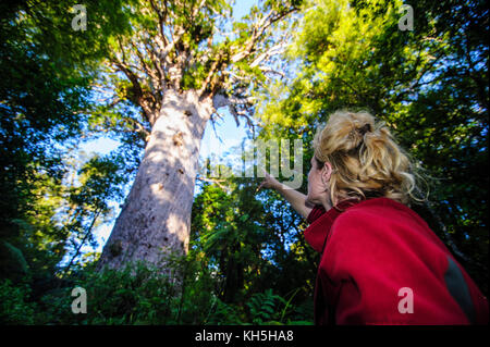 Woman looking on Te Matua Ngahere a giant kauri tree, Waipoua Kauri forest sanctuary ,Westcoast Northland, North Island, New Zealand Stock Photo