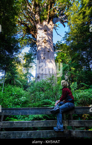 Woman looking at the giant Te Matua Ngahere a giant kauri tree, Waipoua Kauri forest sanctuary ,Westcoast Northland, North Island, New Zealand Stock Photo