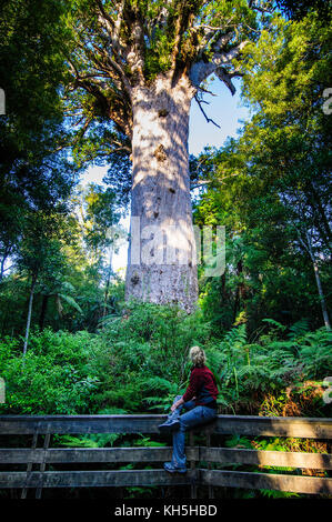 Woman looking at the giant Te Matua Ngahere a giant kauri tree, Waipoua Kauri forest sanctuary ,Westcoast Northland, North Island, New Zealand Stock Photo