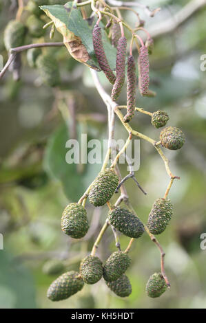 Male and female flowers, catkins, of alder (Alnus glutinosa) in autumn. They both appear on the same tree, monoecious, and open in spring. Bowling Gre Stock Photo
