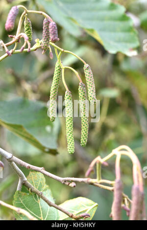 Male flowers, catkins, of alder (Alnus glutinosa) in autumn. Male and female flowers  both appear on the same tree, monoecious, and open in spring. Bo Stock Photo