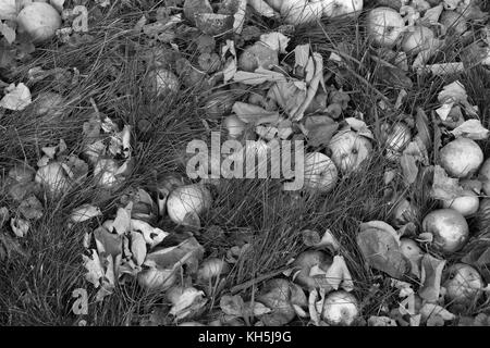 Fallen apples on the ground. Stock Photo