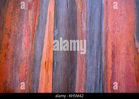 Striped Ebony Wood Texture Tree Background Stock Photo 67857519