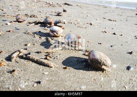 Clam shells lying on Camber Sands beach in East Sussex Stock Photo