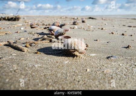 Clam shells lying on Camber Sands beach in East Sussex Stock Photo