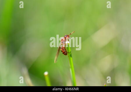 Winged brown ant crawling up a blade of grass, macro image of an insect on a blurred green background, end of summer on a sunny day Stock Photo