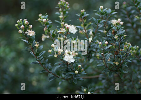 Myrtus communis ssp. tarentina Stock Photo