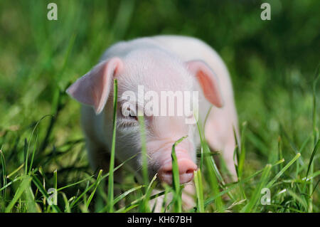 Small piglet on a green grass Stock Photo
