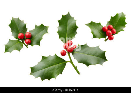 Christmas Holly With Red Berries. Traditional festive decoration. Holly branch with red berries on white. Stock Photo