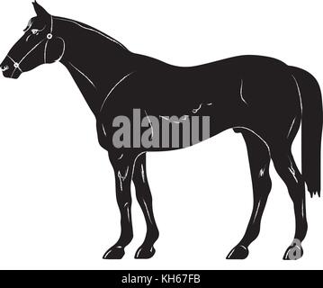 rearing up horse fine vector silhouette and outline - graceful black stallions Stock Vector