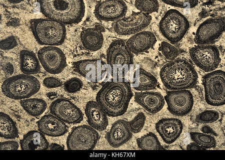 Orbicular Granite, a rare occurrence formed by slow cooling magma crystallizing around nuclei Stock Photo