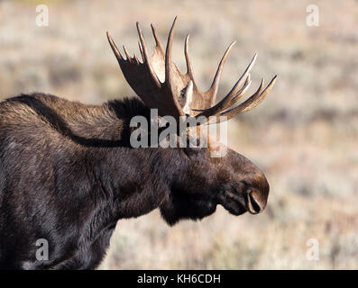 Bull Moose Stock Photo
