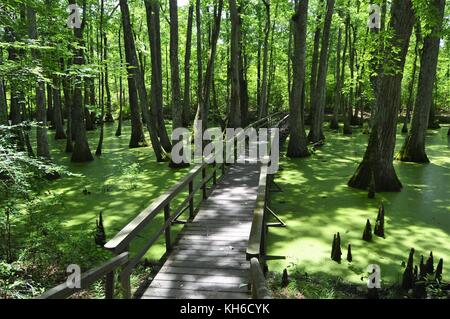 Bridge Cypress trees in swamp filled with bright green duckweed Heron Pond Cache River State Natural Area Mississippi United States of America Stock Photo