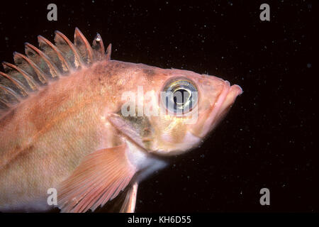 Acadian redfish underwater in the St. Lawrence River Stock Photo - Alamy