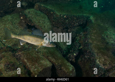 Walleye fish in the St-Lawrence River Stock Photo