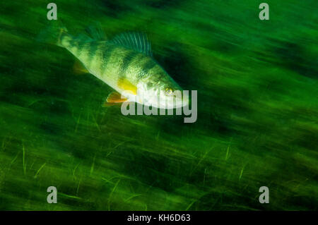 Yellow Perch underwater in the St-Lawrence River Stock Photo