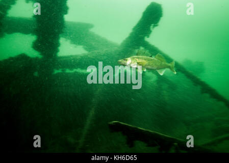 Walleye fish on the Rothesay shipwreck  in the St-Lawrence River Stock Photo