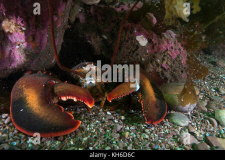 American Lobster at Bonaventure Island in the Gulf of St-Lawrence Stock Photo